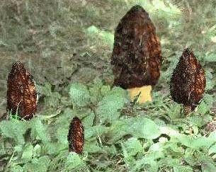 Black Morel Mushrooms.jpg