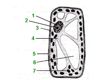 animal cell labeled parts. Typical cell distinguish parts