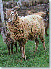 Dolly the Sheep and a Soay Sheep