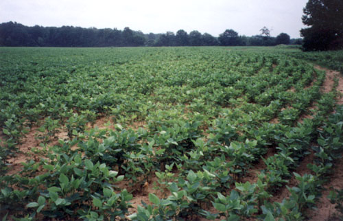 Soybean Rows