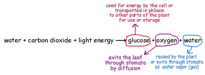 Photosynthesis